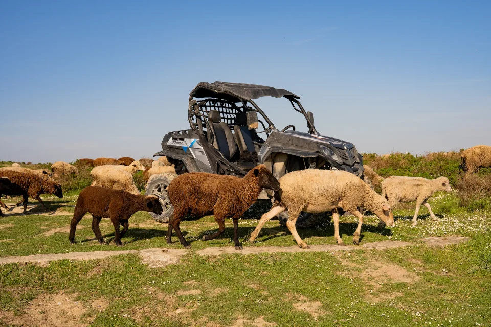 Buggy parked among grazing sheep in Costa da Caparica