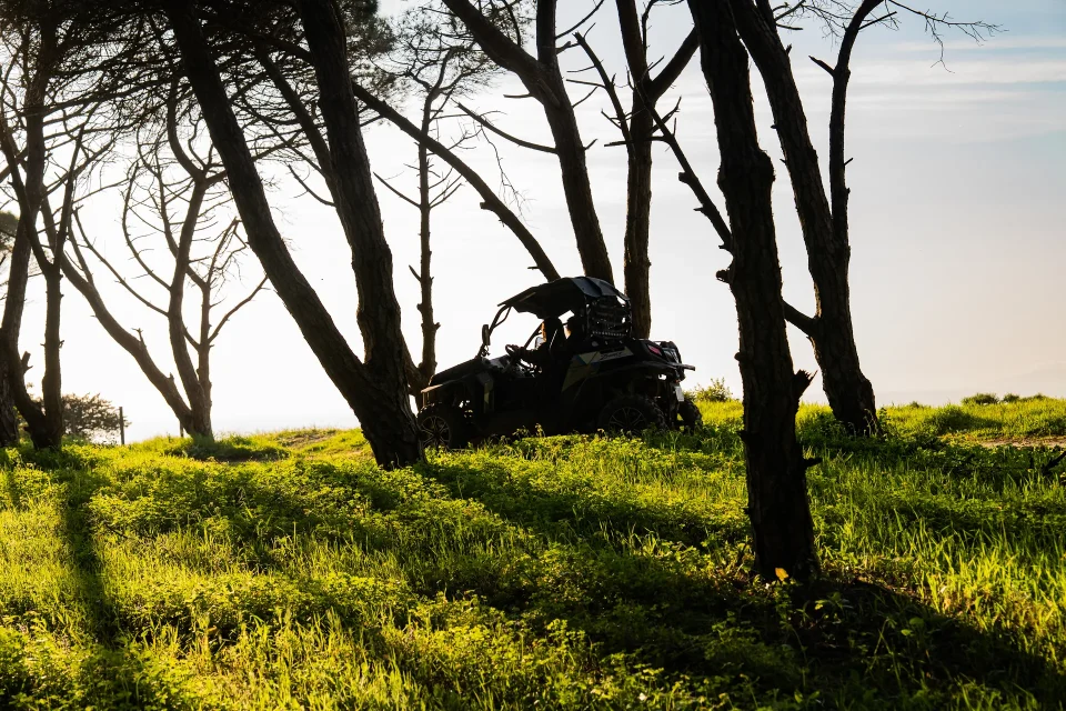 Buggy silhouetted among pine trees at golden hour